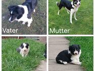 Bordercollie-welpen - Ballhausen