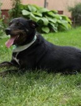 Santi agiler junger netter Rüde - Hüllhorst