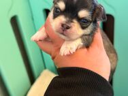 Chihuahua Rüde sucht - Osternienburger Land