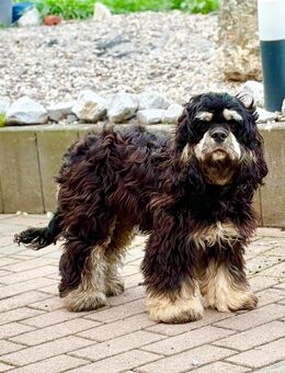 Cavapoo rüde sucht seine Familie - Diemelsee