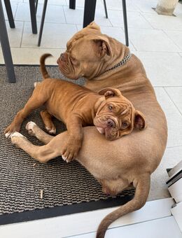Old English Bulldog, mit Ahnentafel - Ingolstadt
