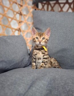 Mini Leoparden mit Stammbaum - Ankum