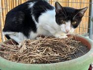 FeLV Katze Kiwi aus dem Tierschutz - Grevenbroich