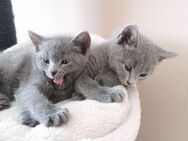 Blue Kitten mit Stammbaum Hannover - Garbsen Zentrum