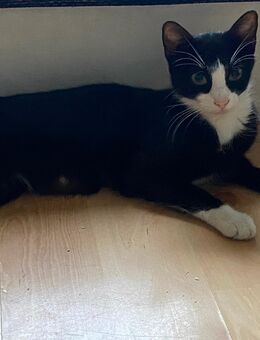 Zwei liebevolle Katzen-Damen (14 Monate) suchen ein neues Zuhause 🐾 - Halle (Saale)