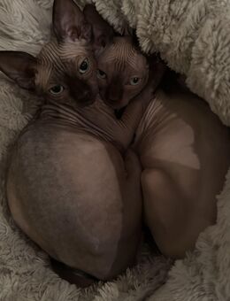 Sphynx Kitten - Dorsten