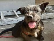 Bella sucht ein Zuhause - Elsenfeld