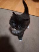 3 Kitten Mädels (Main Coon Mix) in 99867