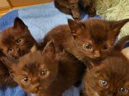 BKH Mix Kitten sucht Fürimmerzuhause - Harsum