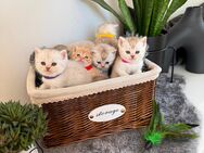 BKH Kitten Silver Creme Shaded Silver Tabby - Köthen (Anhalt)