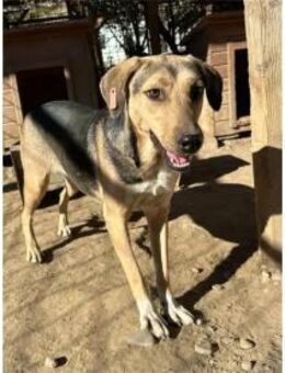 Tala Pflegestelle oder Zuhause ges. - Oberwies