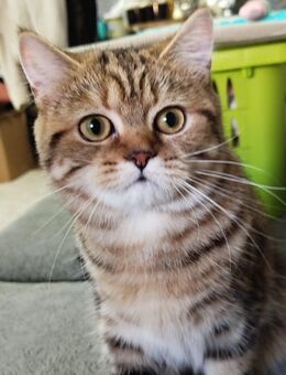 Championeltern Kitten, Reinrassige black classic tabby BKH mit Stammbaum - Rostock