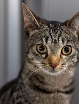 Dori - die erste am Napf - Weeze