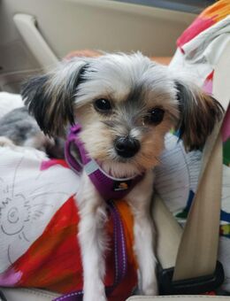 Fast ein Jahr alte Morkie-Dame sucht eine liebevolle Familie. 900€ VB - Wörth