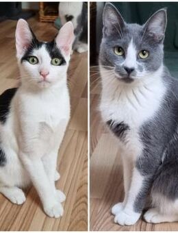 ❣️Herzduo Clara & Juna❣️ - Eislingen (Fils)