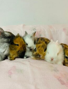 Zwergkaninchen Babys Farbenzwerge Löwenköpfchen - München Hadern