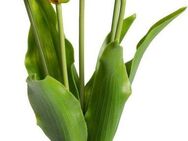 Kunstblume Tulpenbündel Holland real Touch Tulpe, my home, Höhe 35 cm