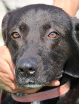 Josy - herzensgute, kinderliebe Hündin - Lohra