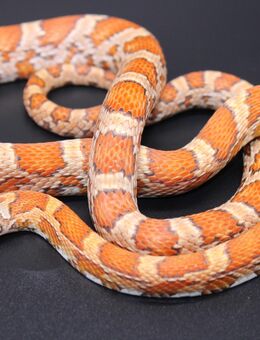 1,0 Miami Sunkissed het. Caramel, Anery Kornnatter - Lüneburg