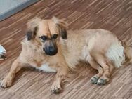 CORA sucht ihre kinderlose Oase - Koblenz