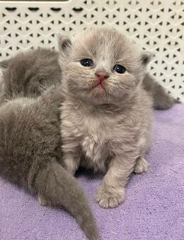 Reinrassige BKH Kitten - Limbach-Oberfrohna