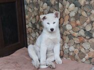 Husky Welpe in gute Hände abzugeben - Gießen