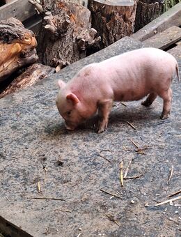 Minipig Ferkel abzugeben - Leinefelde-Worbis