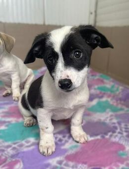 Eleni sucht ab Januar ein Zuhause - Alfdorf