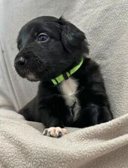 Welpen mit Köpfchen & Charme?! Border Collie x Labradoodle - Wolfenbüttel