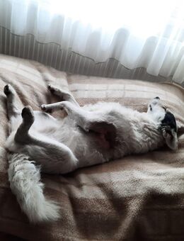 Unser hübscher Mischlingsrüde Jack 1,5 Jahre alt, ca 45 cm , kastr. sucht ein Zuhause - Hohe Börde