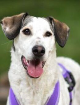 Felicia wünscht sich endgültiges Zuhause - Neuss