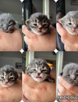 Reinrassige Maine Coon Kitten - Thalfang