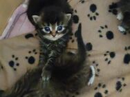 😽Wunderschöne Türkische Angora Kitten Zur Reservierung ❤️😽frei ❤️ - Neuwied Zentrum