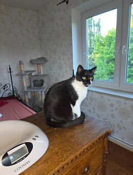 Katzen suchen ein Zuhause - Christinenthal