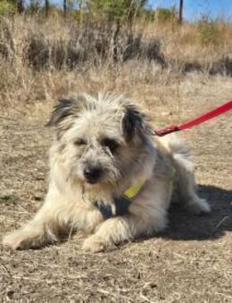 Clark sucht ein neues Zuhause - Kleinostheim