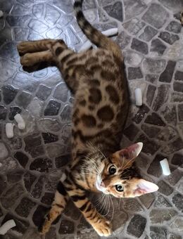 Bengal Katerchen aus Worldchampion Linien - Sulzbach-Rosenberg