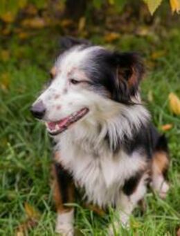 259534 - lustig, aktiv und verspielt - Overath