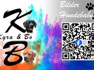 Welpen Labrador / Rhodesien Ridgeback - Heuchelheim (Frankenthal)
