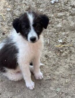 Millie ❤️ - Markkleeberg
