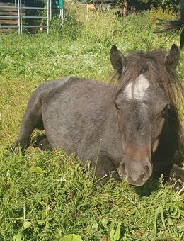 Shetty Stute Reinrassig, Shetlandpony, Kinderpony, Pony, Schimmel - Pößneck Zentrum