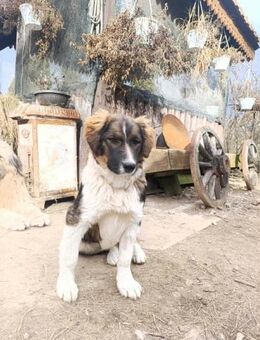 Dama - Tornjak Mischling - Grainau