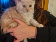 Main Coon Weibchen - Herne