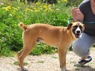 Rocco - kleine Frohnatur mit viel Humor - Mettmann