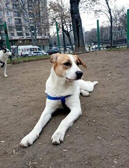 ♡Spike♡ -die schüchterne Maus - Alfeld (Leine)