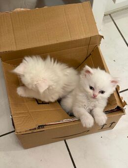 Süsser, blauäugiger Perserkater (Kitten) sucht liebevolles Zuhause - Stuttgart