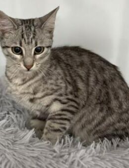 Tilda sucht ihr Happy Home - Waakirchen