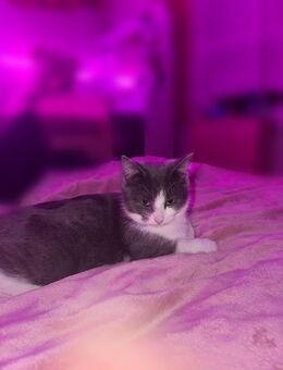 Liebevolle Hauskatze sucht ein neues Zuhause - Wadern