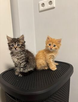 Babykatzen - Haibach (Regierungsbezirk Unterfranken)