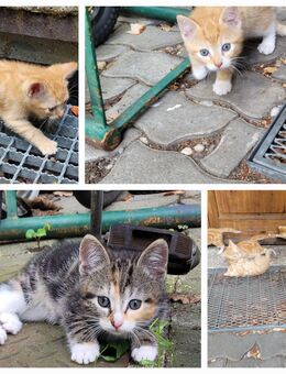 Katzen, Babykatzen, Kitten - Leipzig