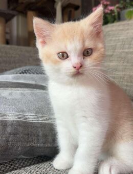 BKH Kitten - Kalefeld